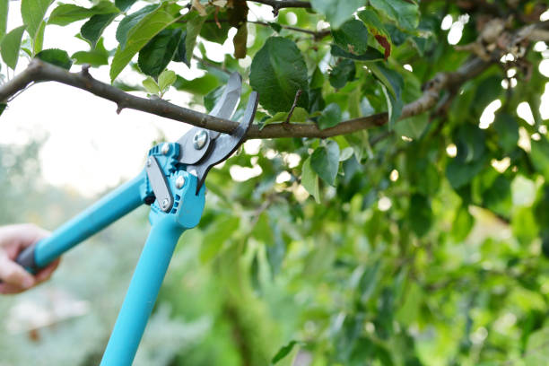 Large Tree Removal